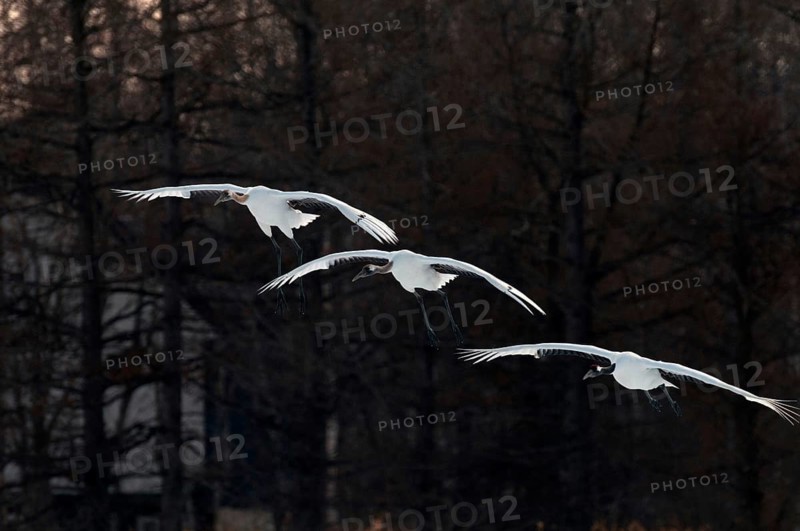 Japanese crane, Red-crowned crane (Grus japonensis) adult and youngs flying, Japan