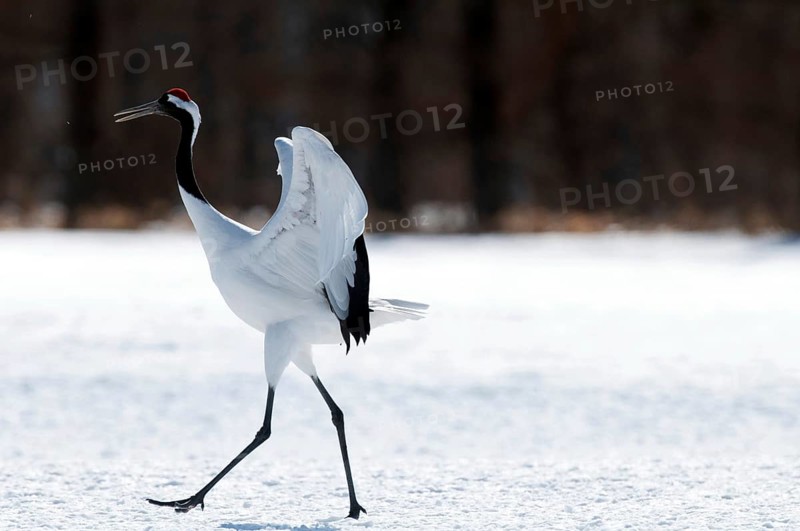 Japanese crane, Red-crowned crane (Grus japonensis) goes away, Japan