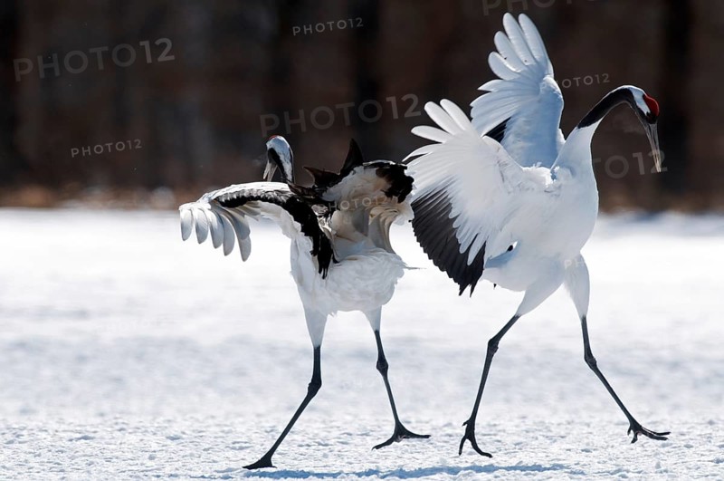 Japanese crane, Red-crowned crane (Grus japonensis) couple dancing, Japan