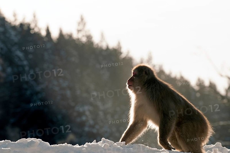 Japanese macaque or snow japanese monkey, in the snow (Macaca fuscata), Japan