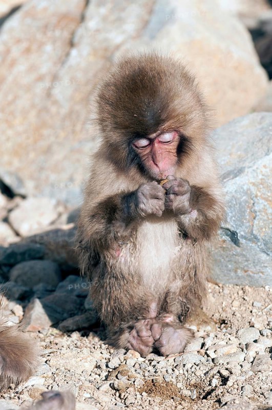 Japanese macaque or snow japanese monkey, baby eating (Macaca fuscata), Japan
