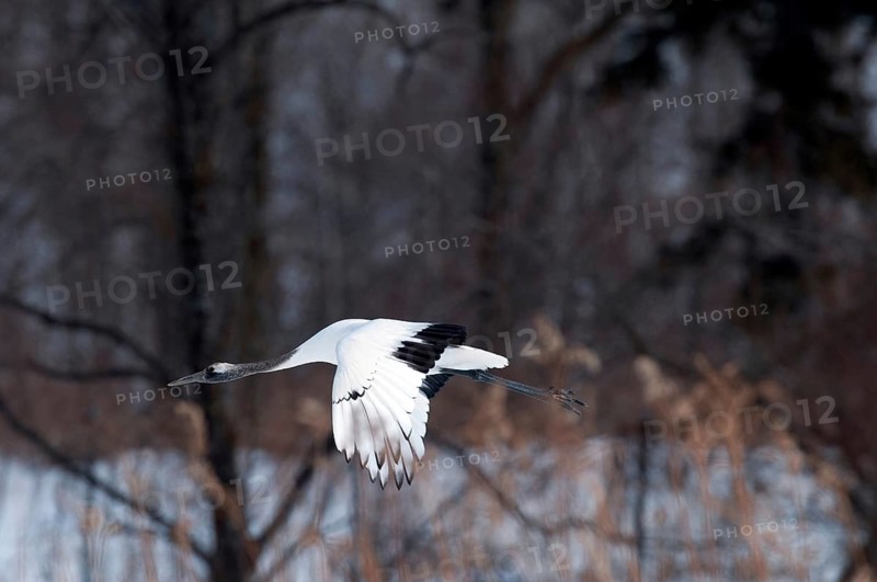 Japanese crane, Red-crowned crane (Grus japonensis), Young flying, Japan