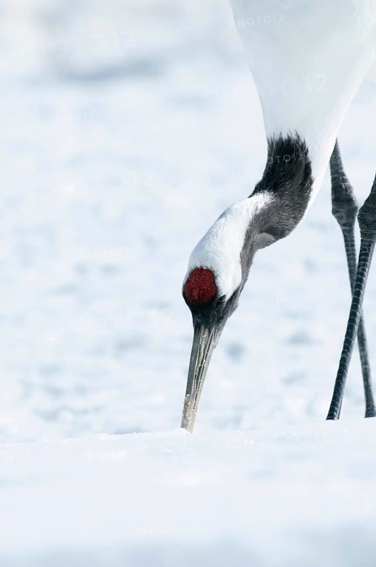 Japanese crane, Red-crowned crane (Grus japonensis), close-up, Japan