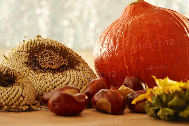 Autumn still life with pumpkin, sunflowers, chestnuts, October, Germany