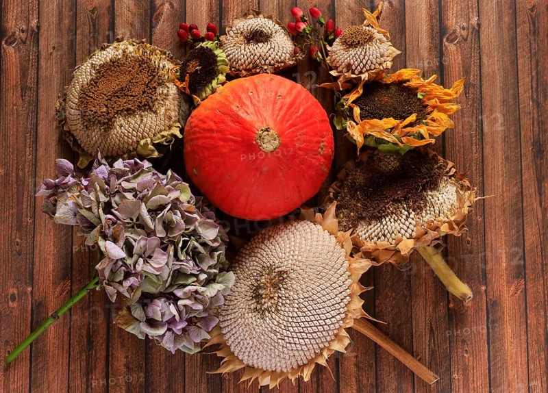 Autumn still life with pumpkin, sunflowers, October, Germany