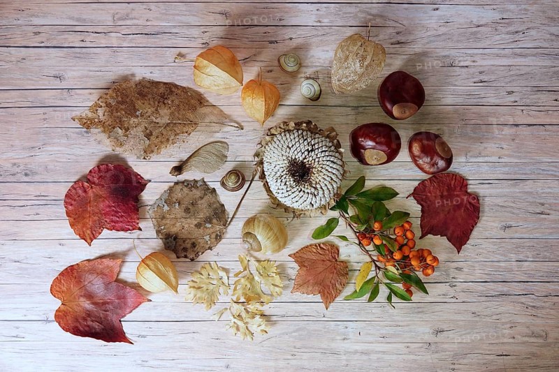 Autumn still life with sunflowers, chestnuts, autumn leaves, October, Germany