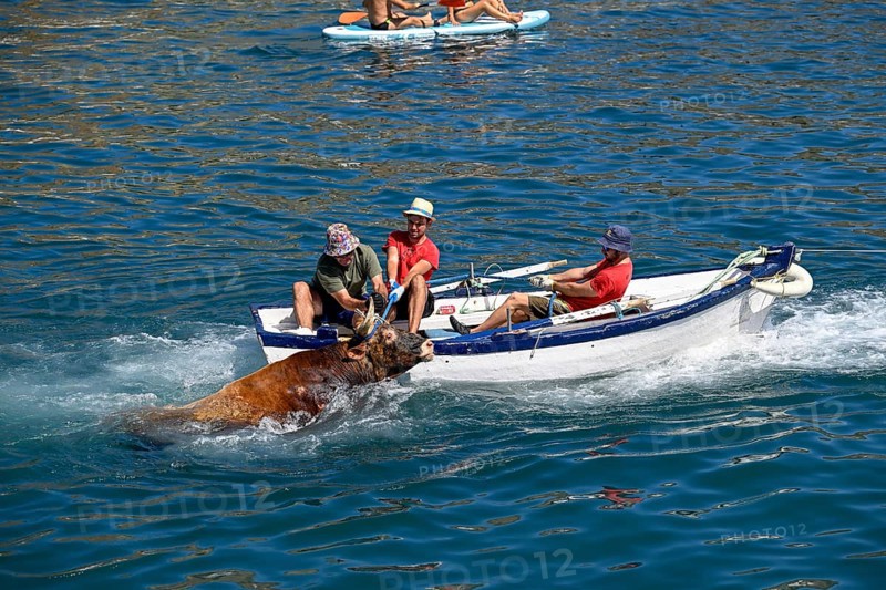 A bull is brought ashore by boat, Bous a la Mar, in English bulls in the sea, bullfighting, Javea or Xàbia, Alicante province, Comunidad Valenciana, Spain