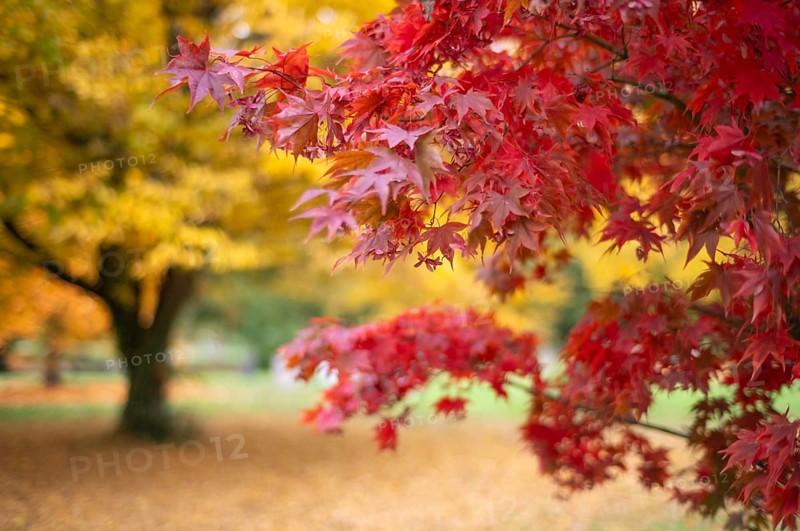 Maple, maple tree, red, autumn leaves, leaves, main cemetery, autumn, autumn, Stuttgart, Baden-Württemberg, Germany
