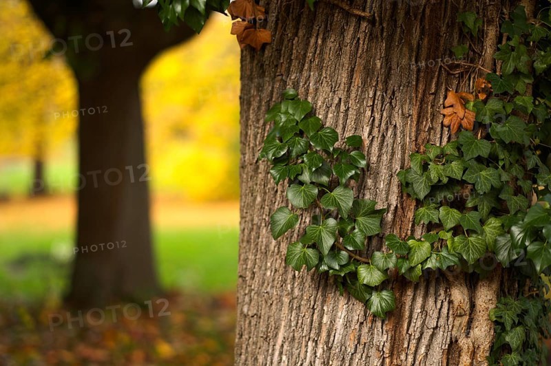 Ivy on tree trunk, main cemetery, autumn, autumn, autumn mood, Stuttgart, Baden-Württemberg, Germany