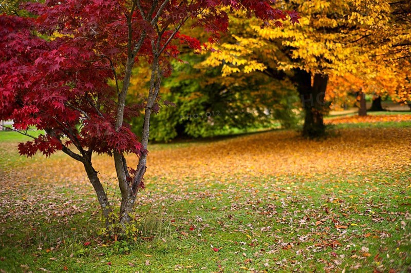 Maple tree, red, trees, park, autumn leaves, leaves, main cemetery, autumn, autumn, autumn mood, Stuttgart, Baden-Württemberg, Germany