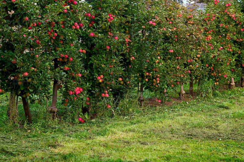 Apple orchard, apple trees, apples, apple farming, agriculture, Stuttgart, Baden-Württemberg, Germany