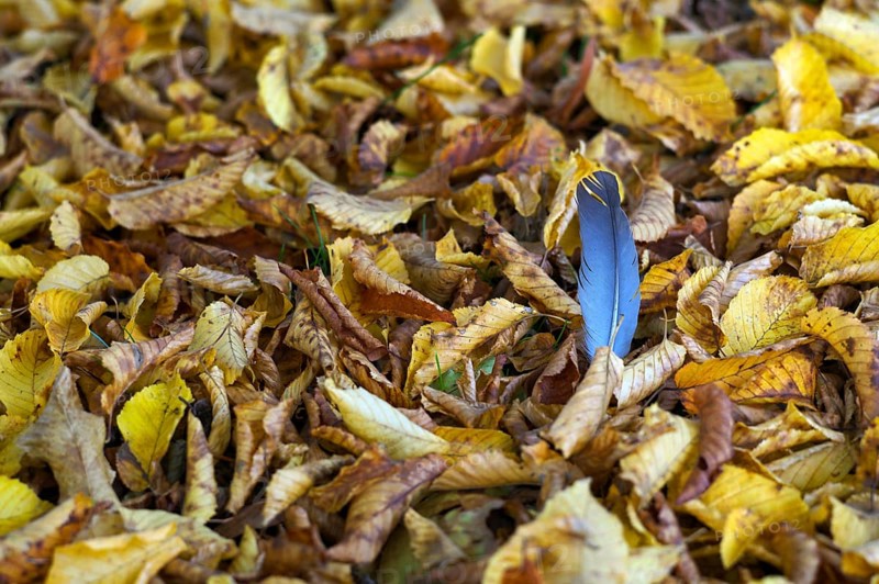 Dove feather, plume of a dove, lying in autumn leaves, main cemetery, autumn, Stuttgart, Baden-Württemberg, Germany