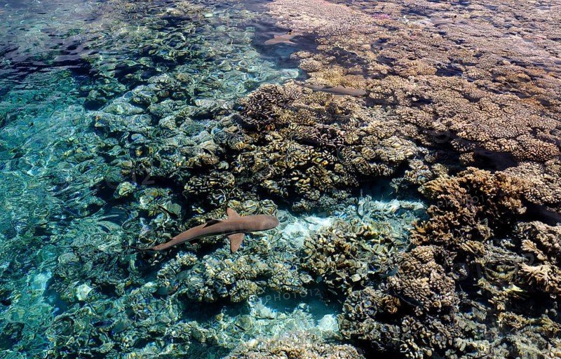 Blacktip reef shark over the corals of Fakarava, South Seas, Tahiti, French Polynesia