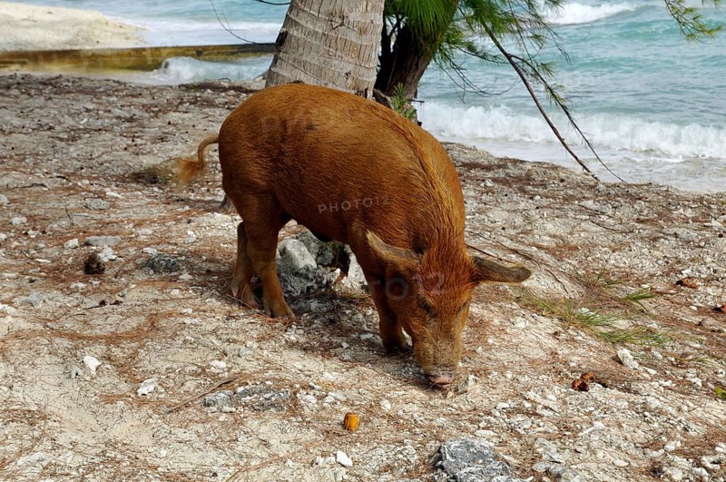 Pig, wild boar on Rangiroa beach in the South Pacific, Tahiti, French Polynesia