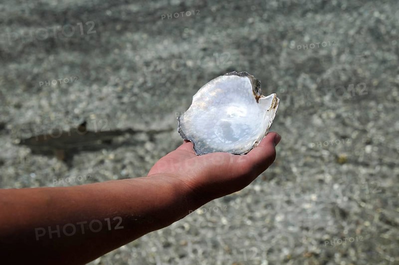 Pearl oyster shell, mussel in hand, South Seas, Fakarava, Tahiti, French Polynesia