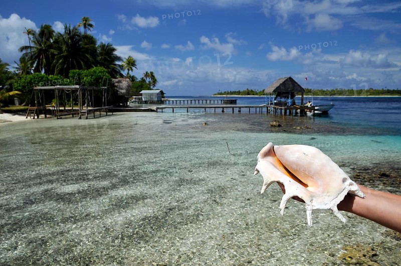 Sea shell, mussel in hand, South Pacific, Fakarava, Tahiti, French Polynesia