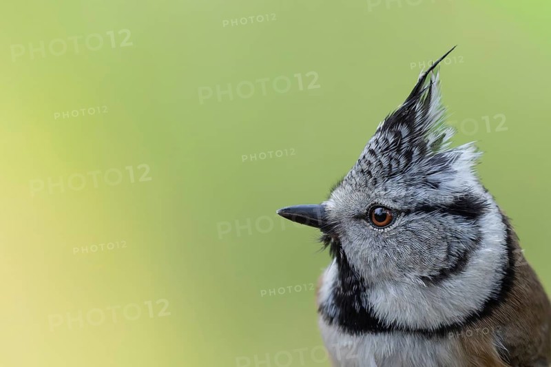 Crested tit (Parus cristatus) portrait of the side view of the head with raised bonnet, coniferous forest, Black Forest, Germany