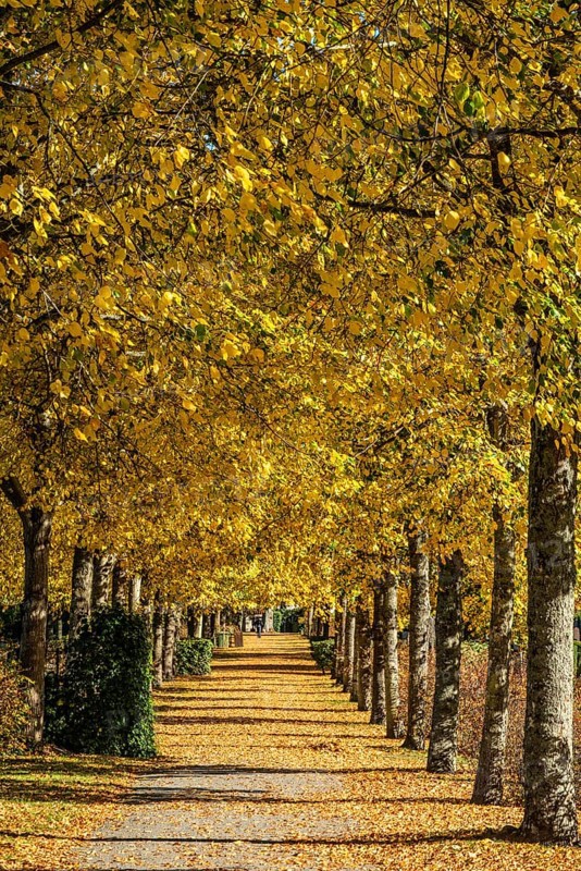 Alley with linden trees in autumn color and with yellow leaves on the ground in Ystad, Skåne County, Sweden, Scandinavia