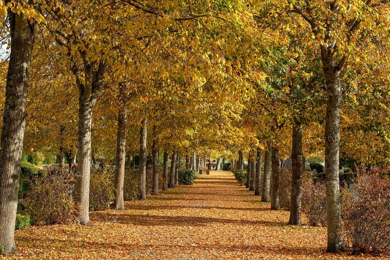 Alley with linden trees in autumn color and with yellow leaves on the ground in Ystad, Skåne County, Sweden, Scandinavia