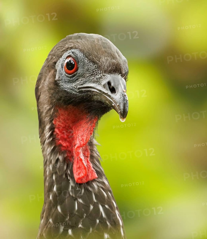 Crested Guane (Penelope purpurascens) portrait photo, La Fortuna, Costa Rica, Central America