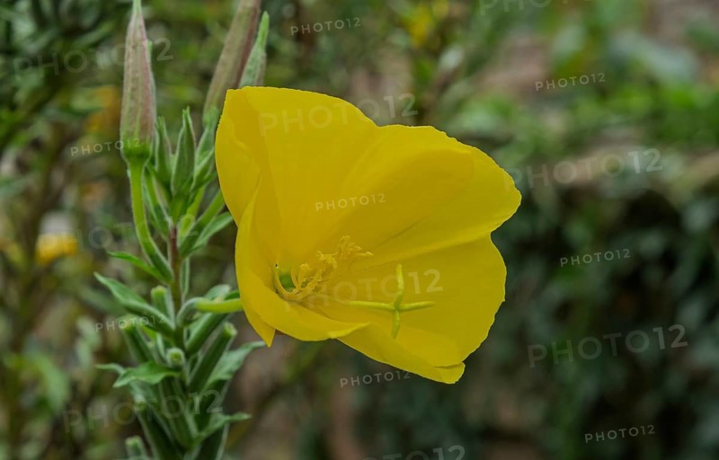 Evening primrose (Oenothera) flowers, Alsace, France