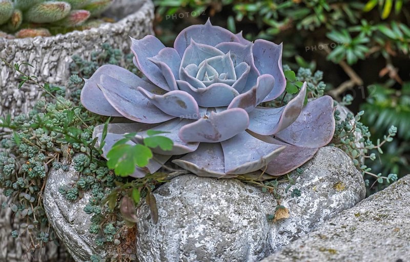 Echeveria desmetiana, North Rhine-Westphalia, Germany