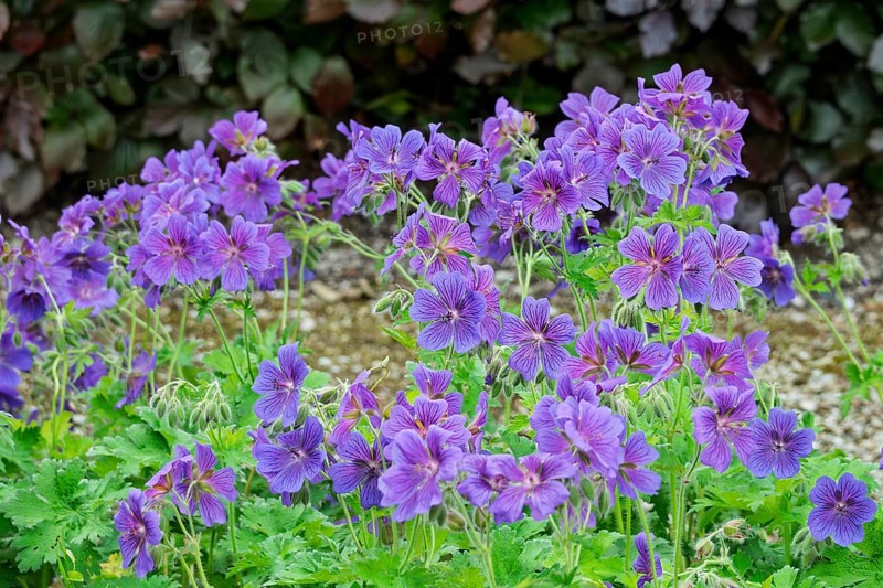 Storkbeak (Geranium), Groningen Province, Netherlands