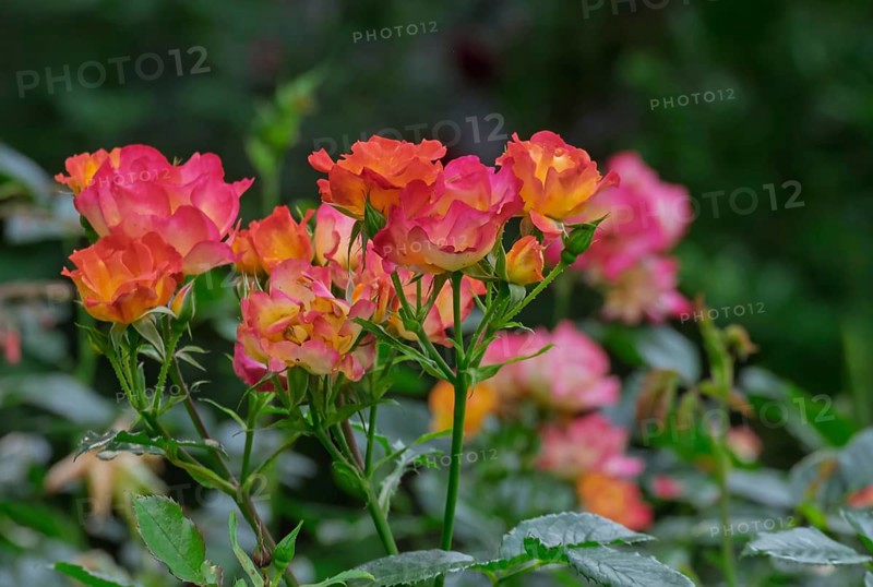 Small shrub rose, the Netherlands