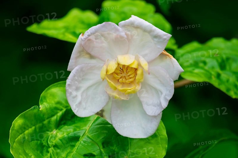 Chinese spice bush (Calycanthus chinensis), flower, Netherlands