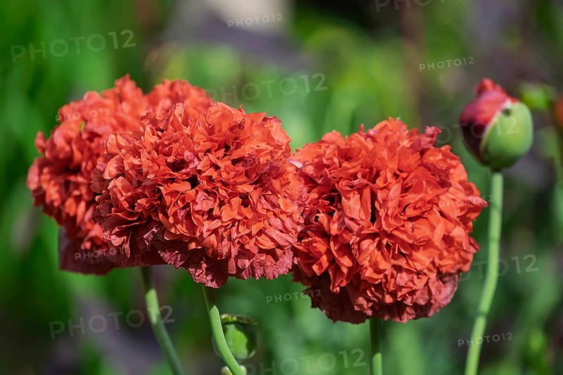 Garden poppy (Papaver), Netherlands