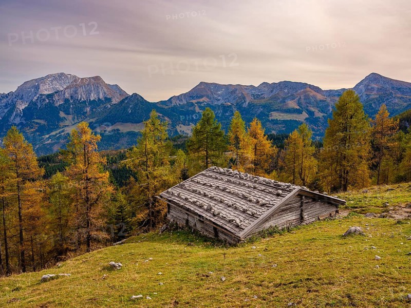 Falzalm in front of autumnal larches, in the back Hoher Göll, Schneibstein and Kahlersberg, Berchtesgaden National Park, Schönau am Königssee, Berchtesgadener Land, Upper Bavaria, Bavaria, Germany