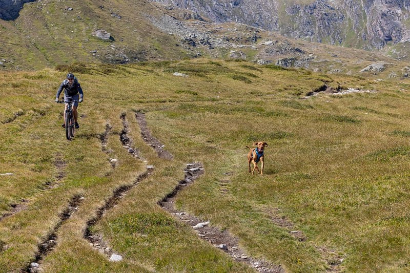 Mountain biker and Vizsla male trail dog, Passo del Sole, Olivone, Tessin, Switzerland