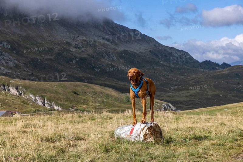 Vizsla male standing on stone with hiking trail markings, Alpe Carorescio, ascent to Passo del Sole, Tessin, Switzerland