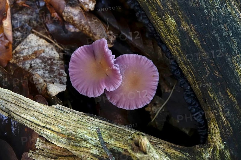 Purple lacquer funnel (Laccaria amethystina) in the forest, autumn time, October, Saxony, Germany