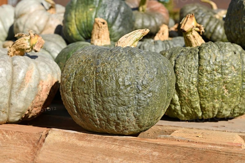 Green heirloom winter squash at market