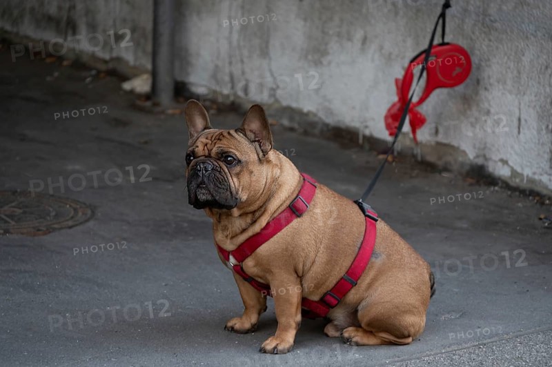 Dog, pug (Canis lupus familiaris) on a leash, Lübeck, Schlewig Holstein, Germany