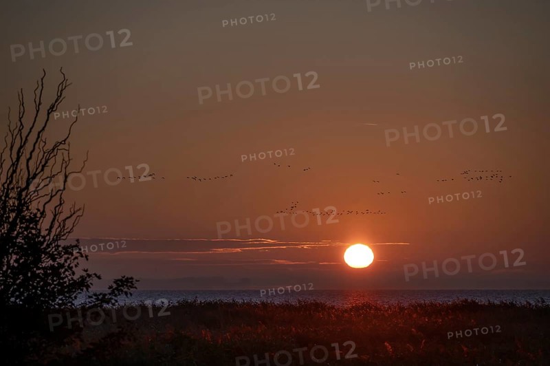 Flying cranes (Grus grus) over the Baltic Sea at sunset, Ahrenshoop, Darß, Mecklenburg, Western Pomerania