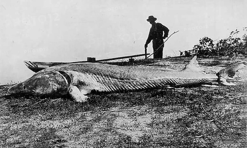 Fisherman with caught large sturgeon, white sturgeon (Sinosturio transmontanus), about 4, 50 meters long and 1500 pounds heavy, Snake River, Idaho, USA, around 1920s