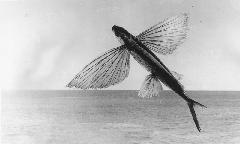 The Californian flying fish (Cheilopogon pinnatibarbatus californicus), around 1930s, Catalina Island, California, USA