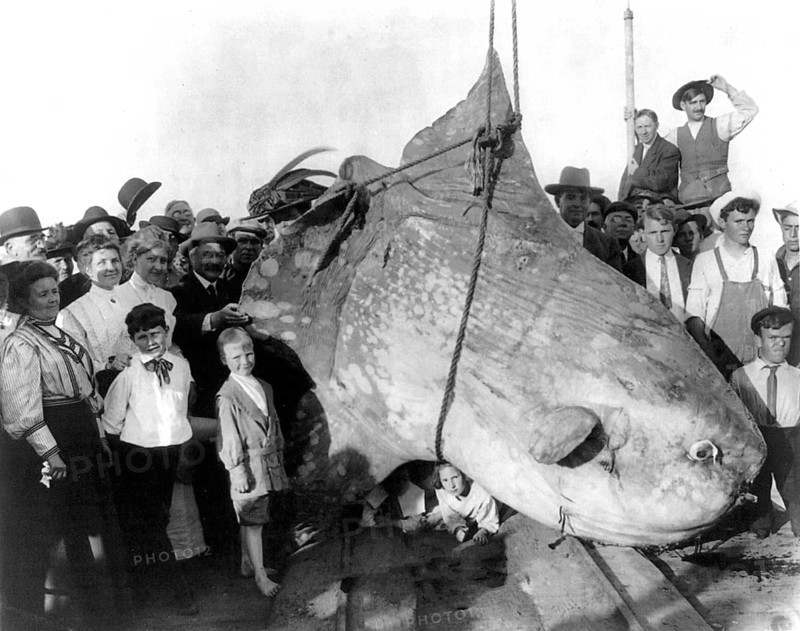 A group of onlookers, children, and adults pose with a huge caught sunfish (Mola mola) weighing 3500 pounds. Trapped in the 1910s on Catalina Island, California, USA