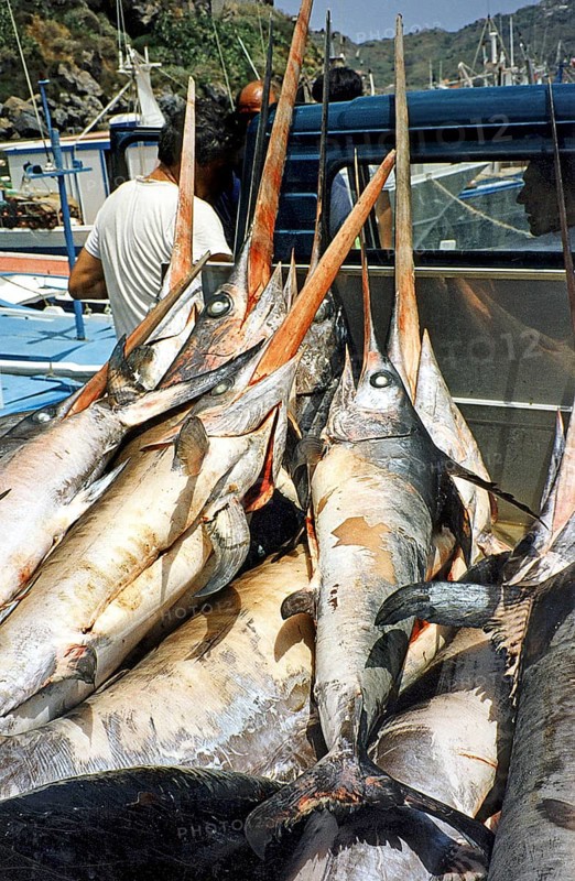 Swordfish (Xiphias gladius), fishermen loading the catch, 1995, Lipari, Sicily, Italy