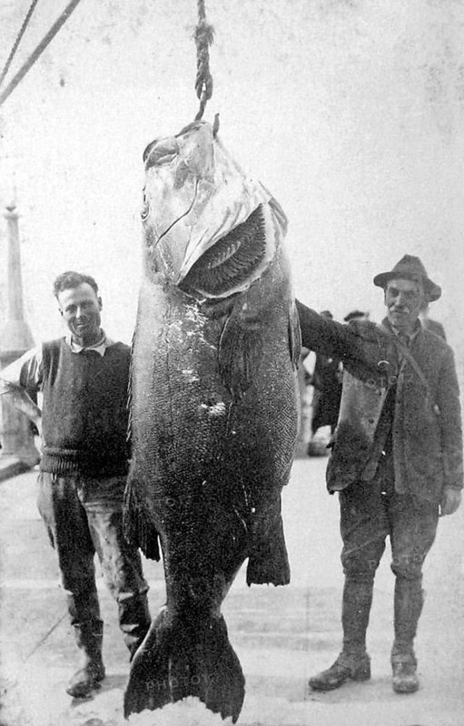 Couple with giant Pacific bass (Stereolepis gigas), weight, approx. 2 meters long, about 1930, Catalina Island, Pacific Ocean, coast of California, USA