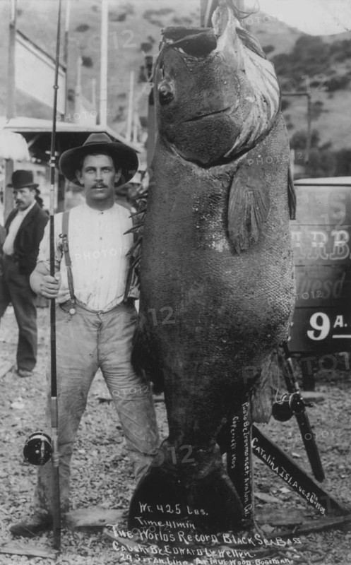 Man with giant Pacific bass (Stereolepis gigas), approx. 2 meters long, about 1930, Catalina Island, Pacific Ocean, coast of California, USA