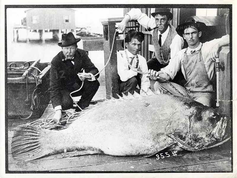 Four men kneel in front of a giant grouper (Epinephelus itajara), which was caught in St. Petersburg in 1901. Florida, USA