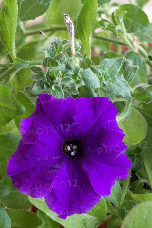 Petunia flower