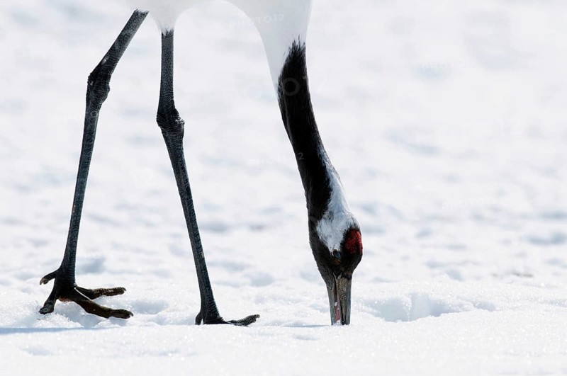 Japanese crane, Red-crowned crane (Grus japonensis), close-up, Japan