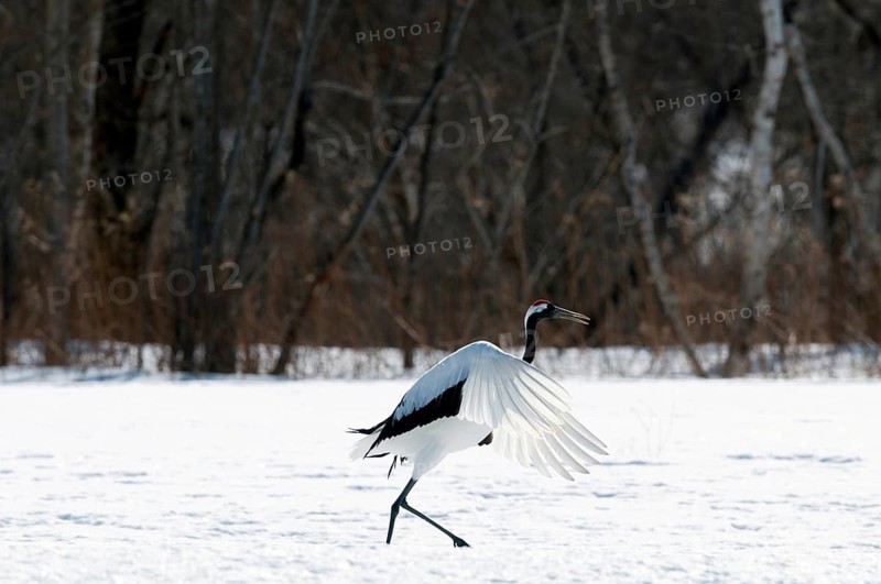 Japanese crane, Red-crowned crane (Grus japonensis), Take-off, Japan