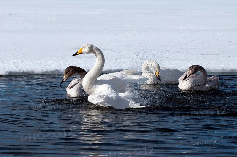 Whooper swan (Cygnus cygnus) family's bath, Japan