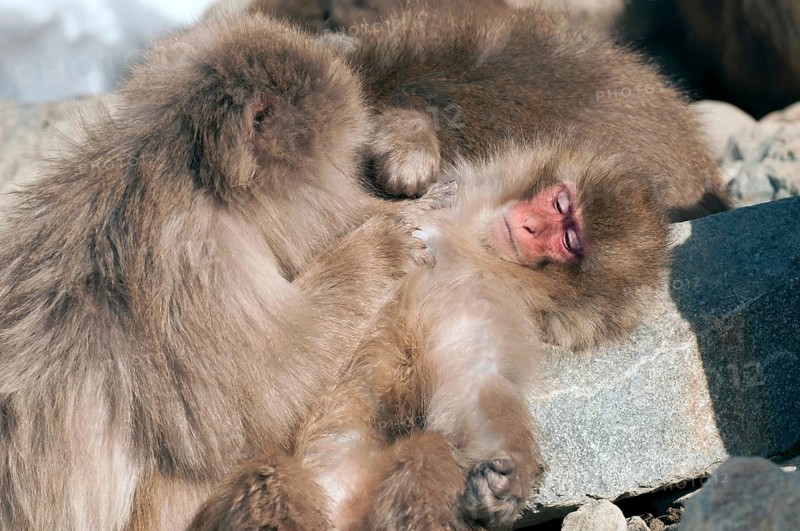 Japanese macaque or snow japanese monkey (Macaca fuscata), Japan Monkey-Japanese, Macaca fuscata (Macaque Japon) Japan, 2017
