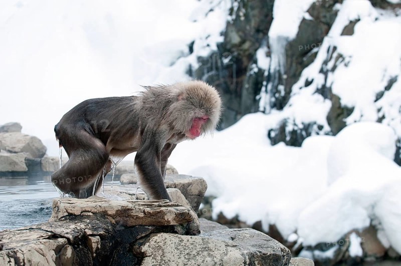 Japanese macaque or snow japanese monkey (Macaca fuscata), going out of onsen, Japan Monkey-Japanese, Macaca fuscata (Macaque Japon) Japan, 2017
